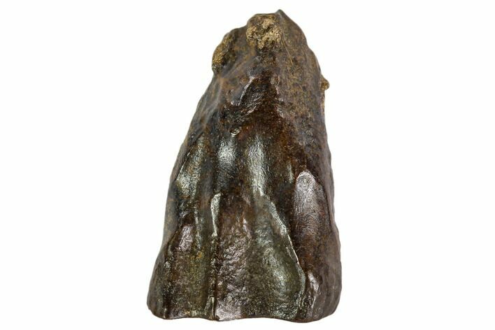 Triceratops Shed Tooth - Montana #109078